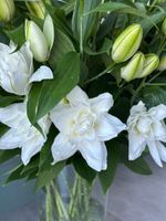 Лилия пионовидная в белом оттенке