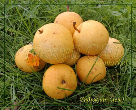Груша Радужная