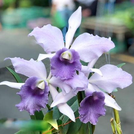 Орхидея каттлея C. MISHIMA ELF