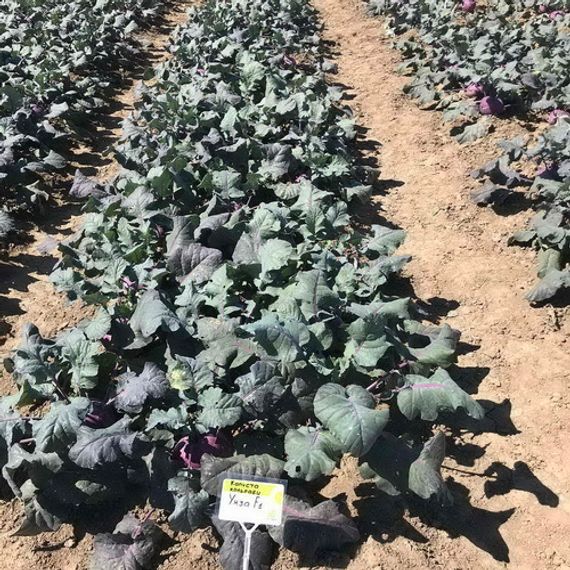 УКЗА F1 семена капусты кольраби Rijk Zwaan характеристика