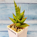 Sansevieria Jewel Crown (Сансевиерия)