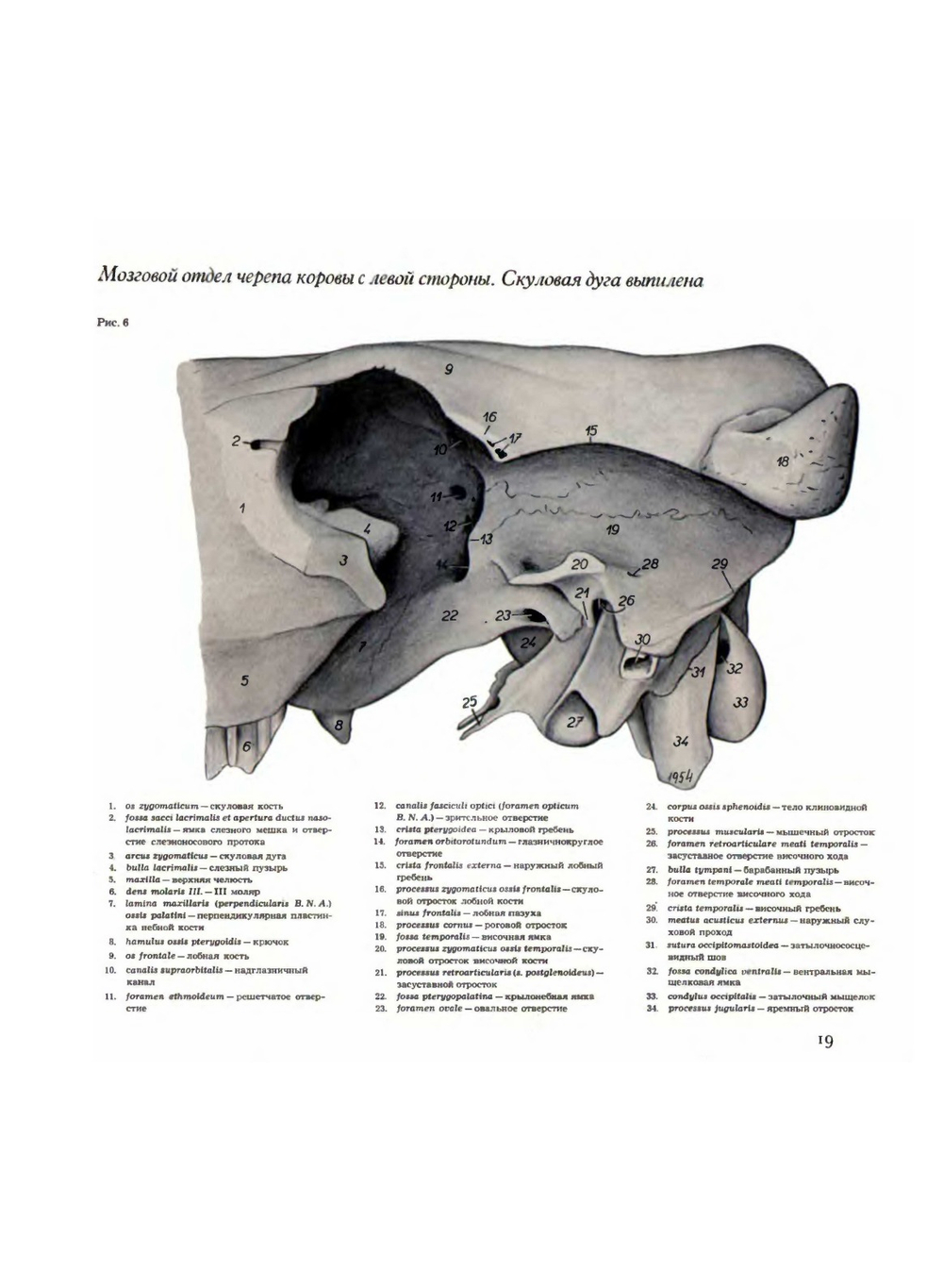 Атлас анатомии домашних животных. Том 1. Голова и шея | П. Попеско