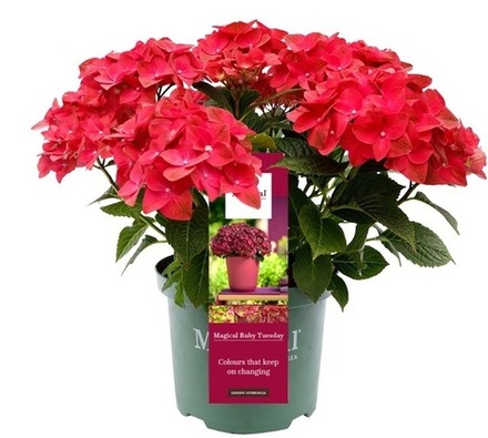 Меджикал Руби Тьюздей ("Magical Ruby Tuesday") С2 Европа весна 2026 г.