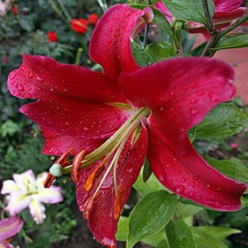 Лилия Арабиан Ред