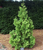 Туя западная Спиралис (Thuja occidentalis Spiralis) р9 август 2026 г