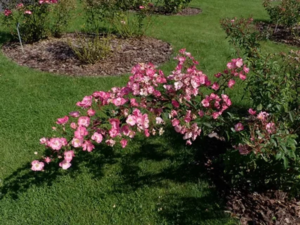 Роза Алден Бисен С7 Закупка М57 июнь 2026