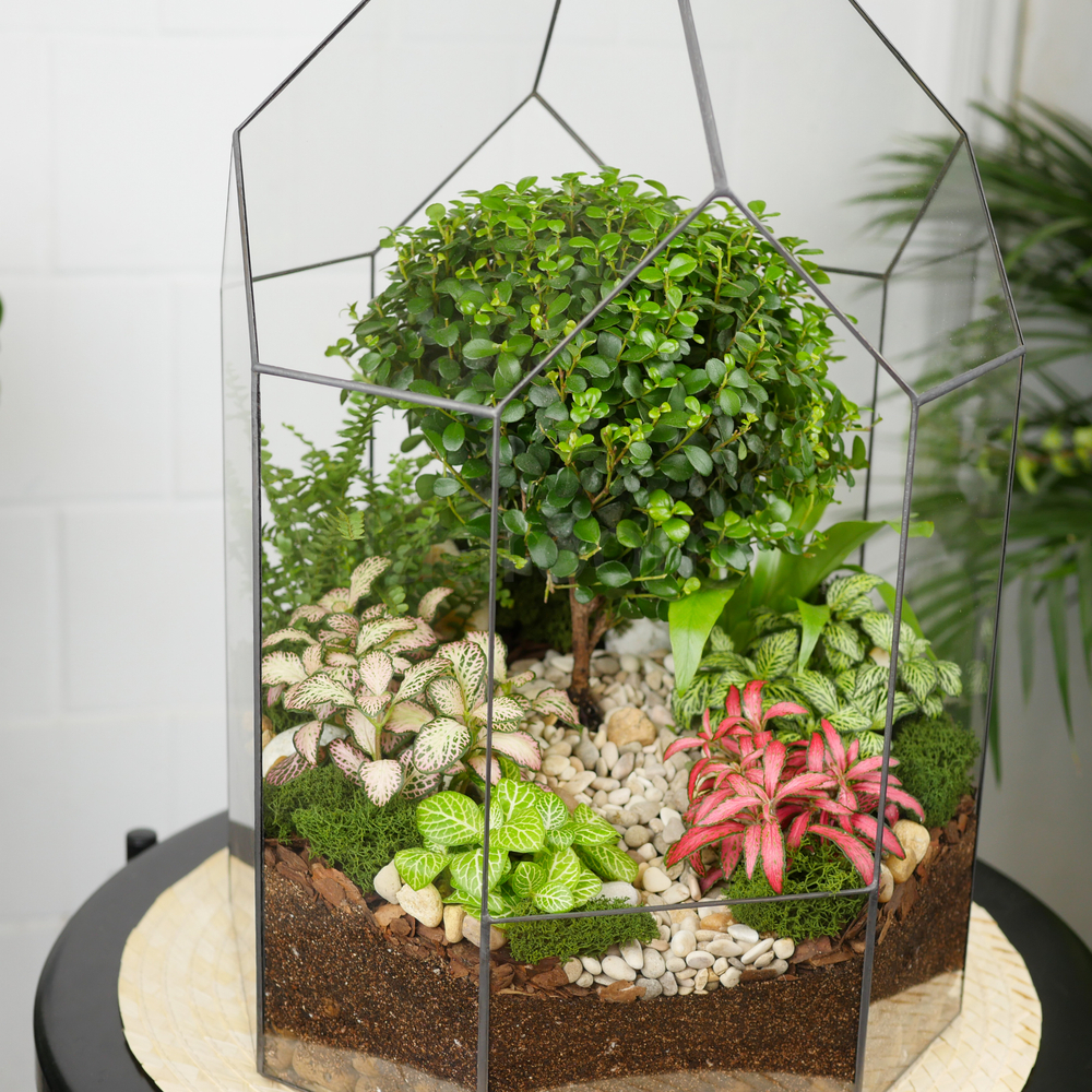 Готовый флорариум бонсай Мирсина Бонсариум XL