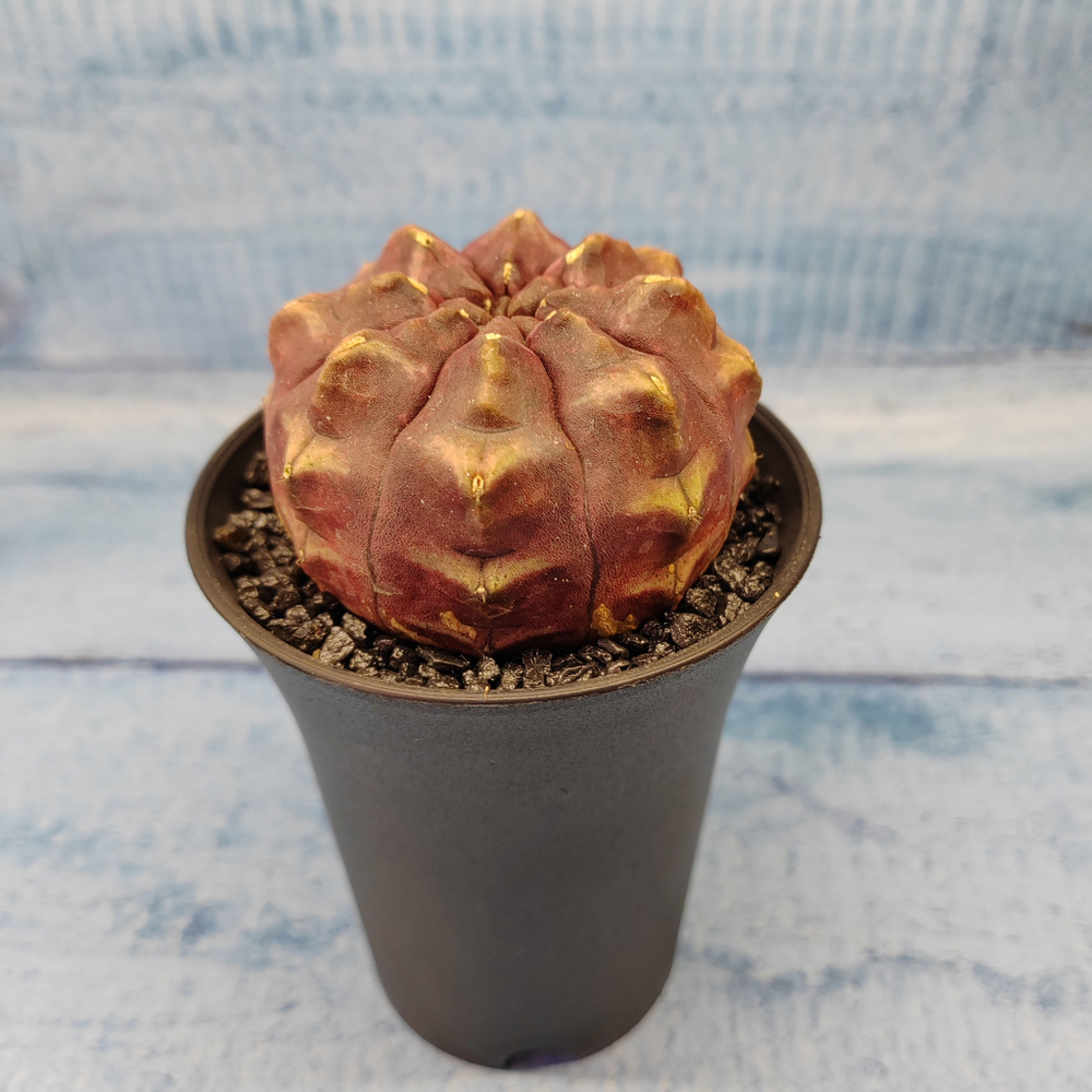 Gymnocalycium Daydream (Гимнокалициум)