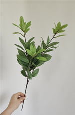 Эвкалипт / Арт 1252