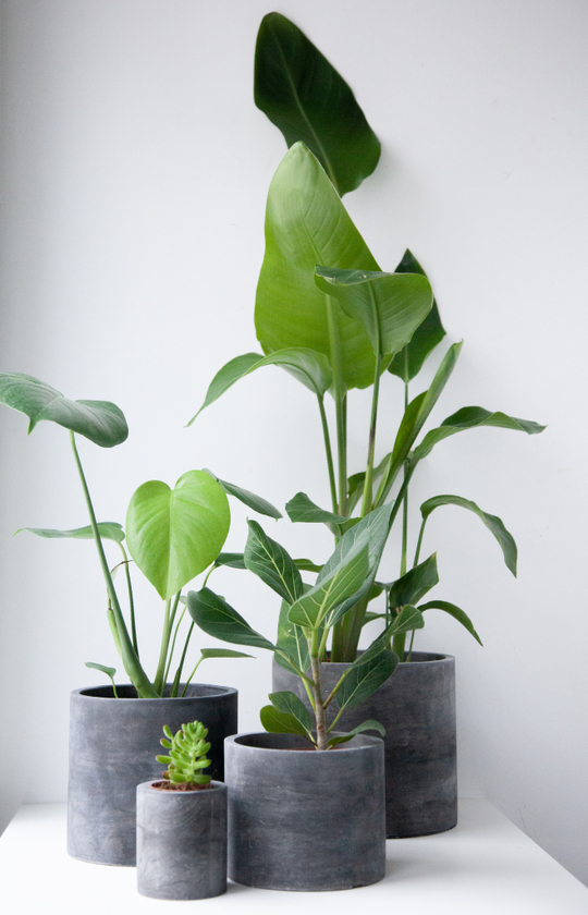 Озеленительный набор "Лофт"