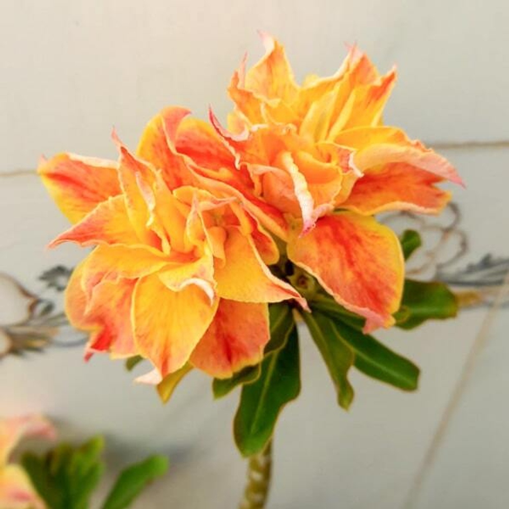 Адениум HARUKO