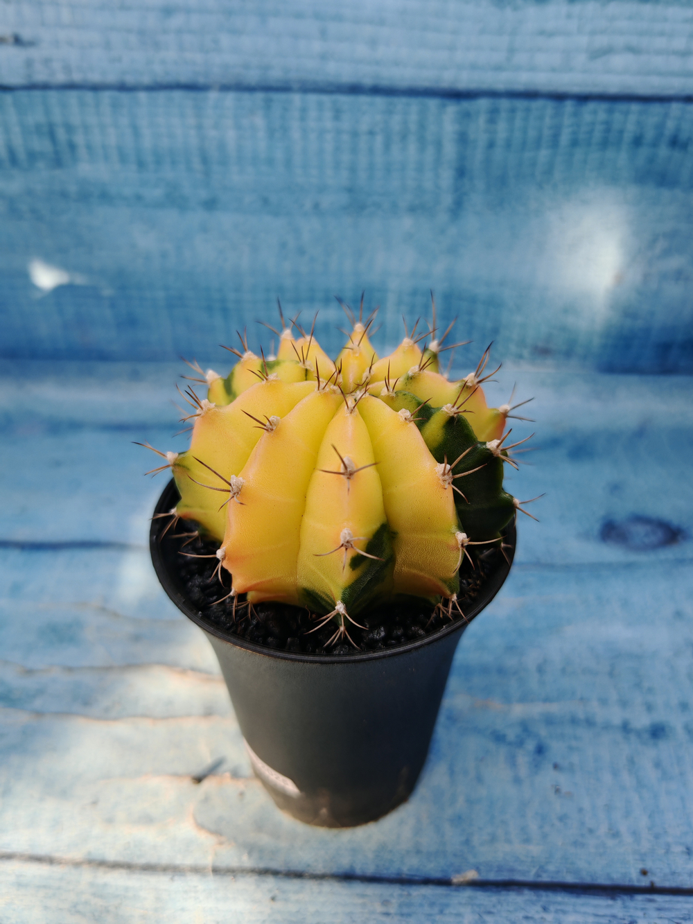 Gymnocalycium Variegata (Гимнокалициум Вариегатный)