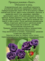 Примула Ксавьер ушковая первоцвет