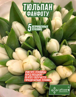 Тюльпан Луковица, Фан фо Ту, 5 шт крупные