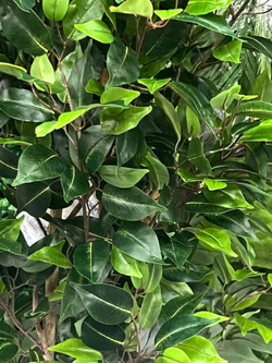 Фикус Бенджамина Новый 180 см.