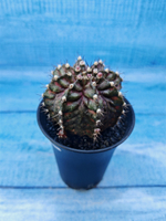 Gymnocalycium T-Rex Pink hybride (Гимнокалициум T-rex)