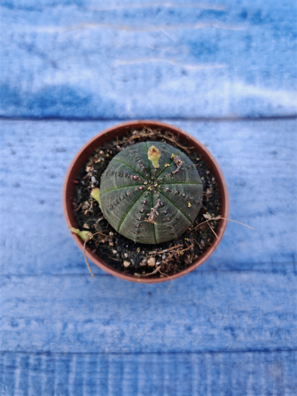 Euphorbia Obesa (Эуфорбия)