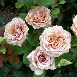 Мокароза (Mokarosa)