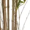 Бамбук высота 210 см, кустистый