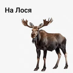 на Лося