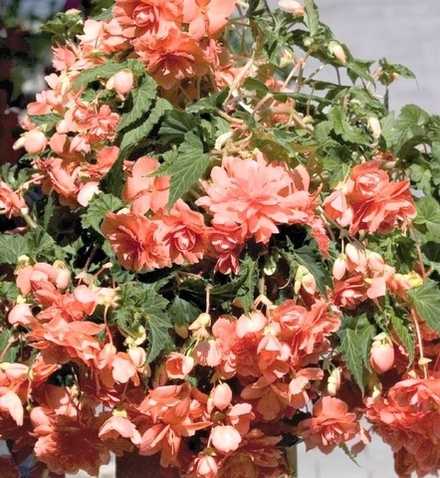 Бегония ампельная Illimination Salmon Pink ОКС Укорененный черенок.