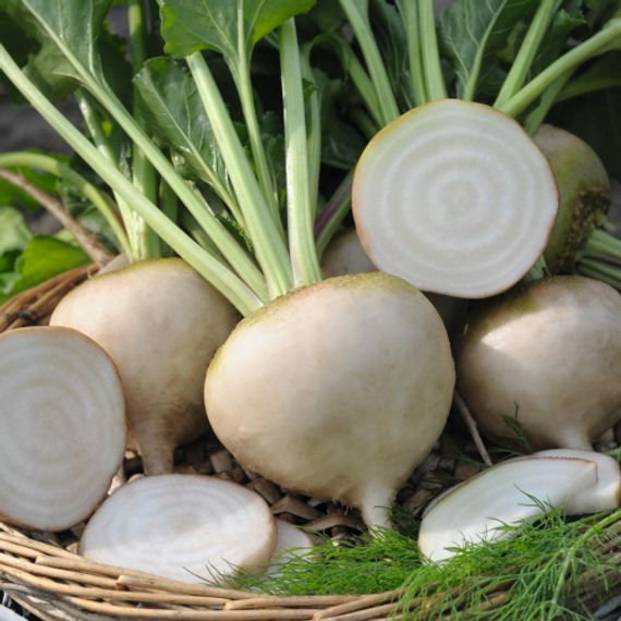 Аваланч семена свеклы (Bejo / ALEXAGRO) купить