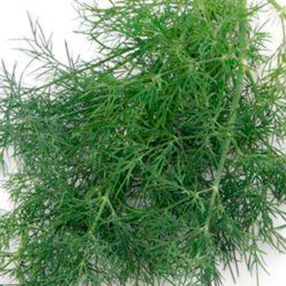 Алмаз семена укропа (Гавриш)