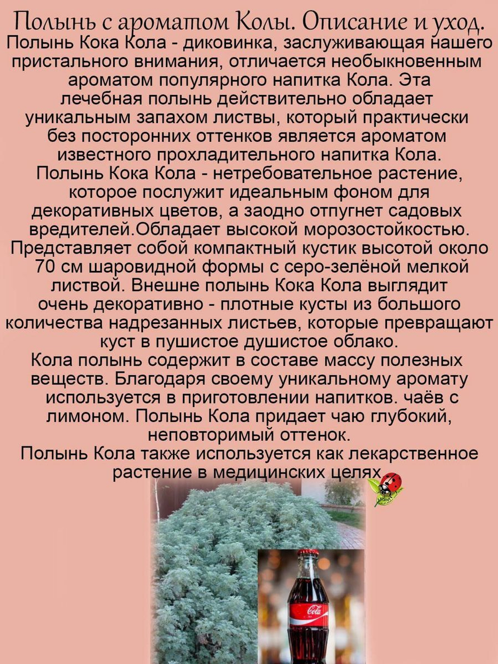 Полынь Кола с ароматом колы многолетник