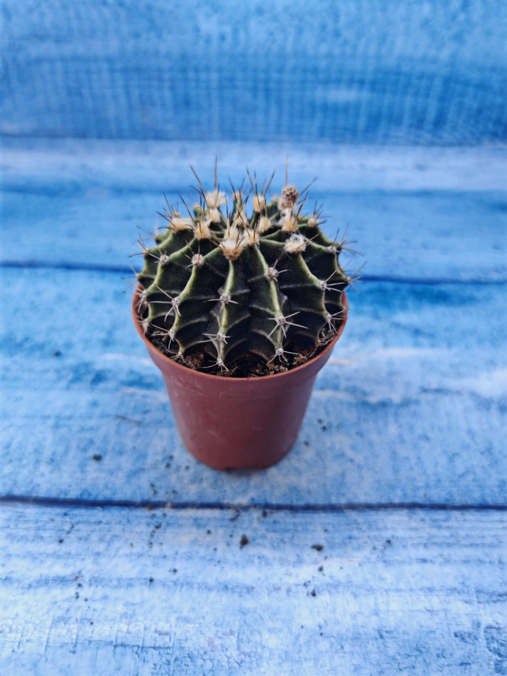 Gymnocalycium Friedrichii (Гимнокалициум)