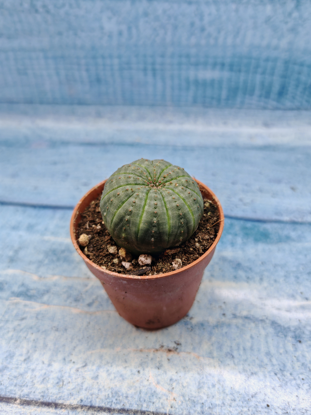 Euphoria Obesa (Эуфорбия)