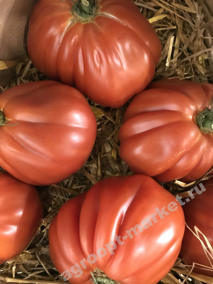Ругантино F1 семена томата индетерминантного (Rijk Zwaan / Райк Цваан) плод – фото 6