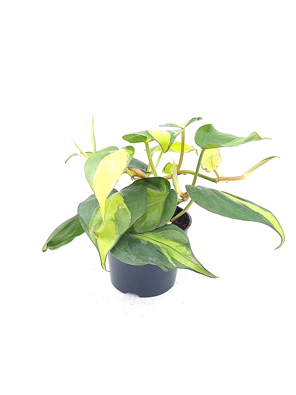 Филодендрон (MIX)