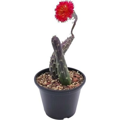 Купить живые суккуленты 🌵 Интернет-магазин суккулентов EnjoyPlants