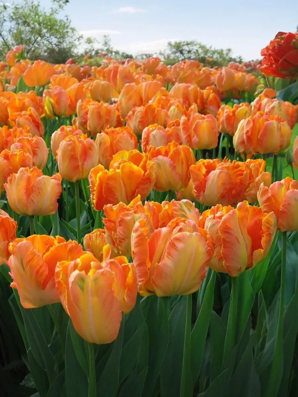 Тюльпан Попугайный Пэррот Кинг