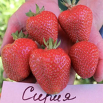 Земляника ранняя Сирия Р9