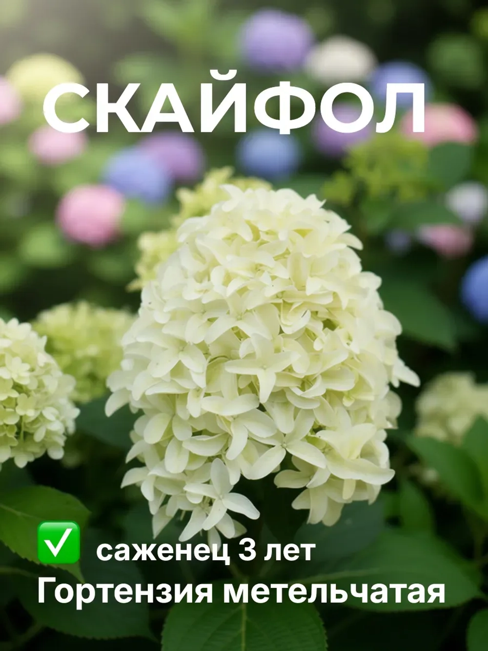 Скайфол гортензия метельчатая