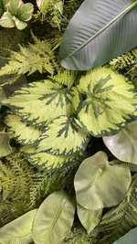 Бегония куст 45 см.