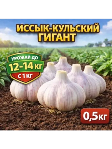 Чеснок яровой Иссык-кульский гигант