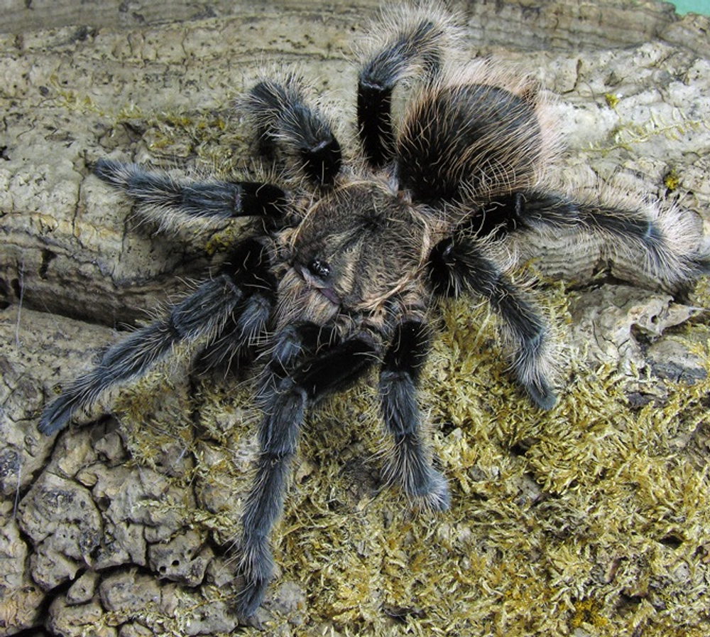 Паук-птицеед Tliltocatl (Brachypelma) albopilosum (Курчавоволосый паук-птицеед)