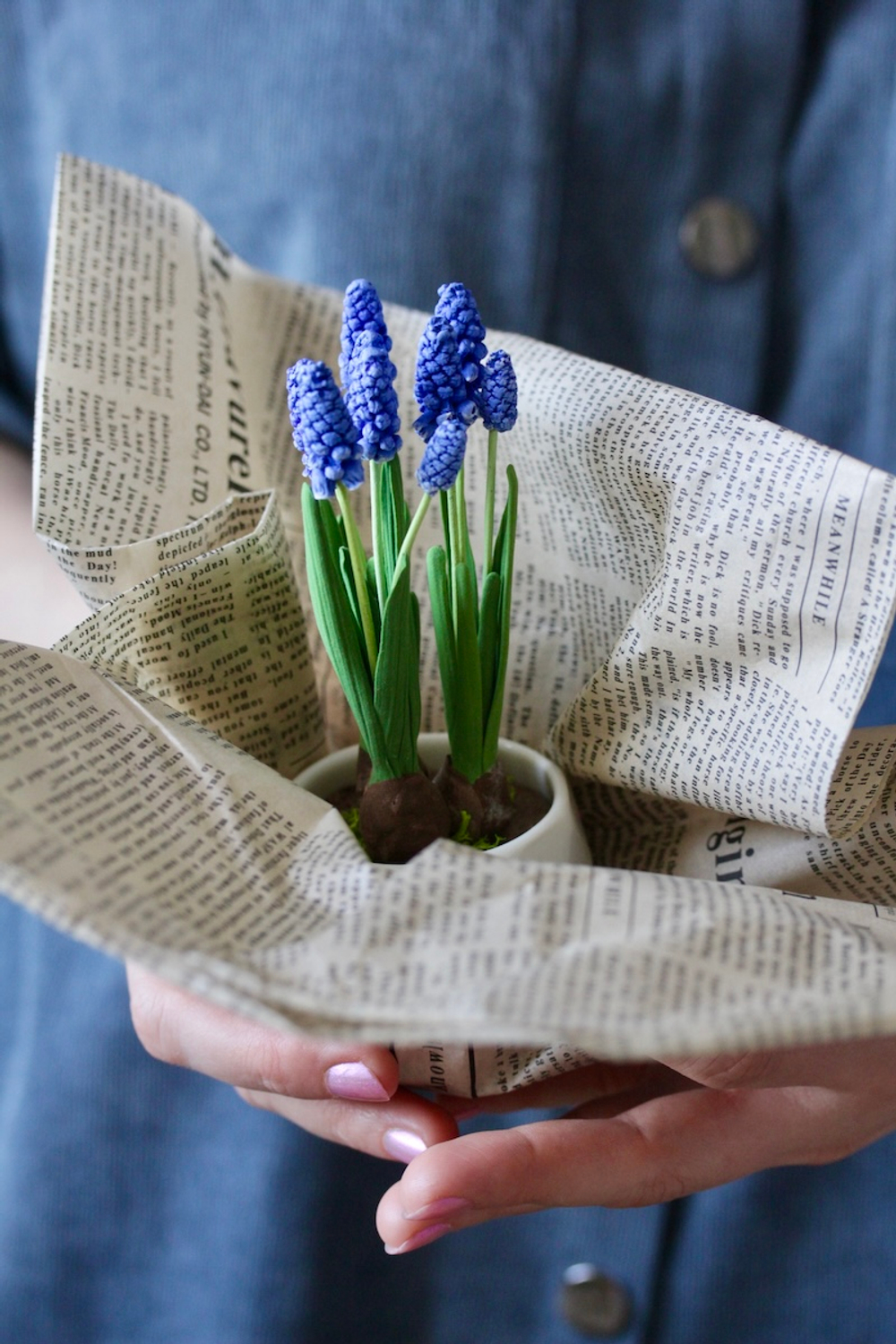 Мускари. Мышиный гиацинт