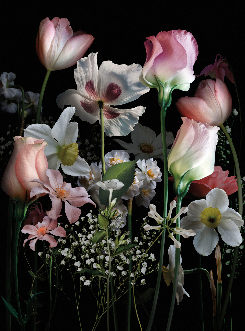 Коллекция Flower Dreams