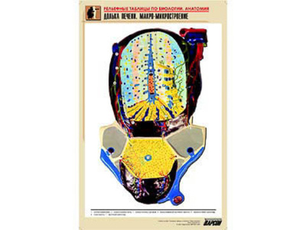 Рельефная таблица &#34;Долька печени. Макро-микростроение&#34; (формат А1, матовое ламинир.)