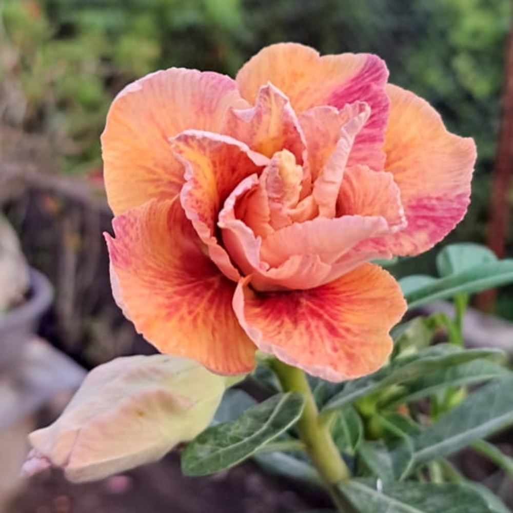 Адениум BLOOD MOON