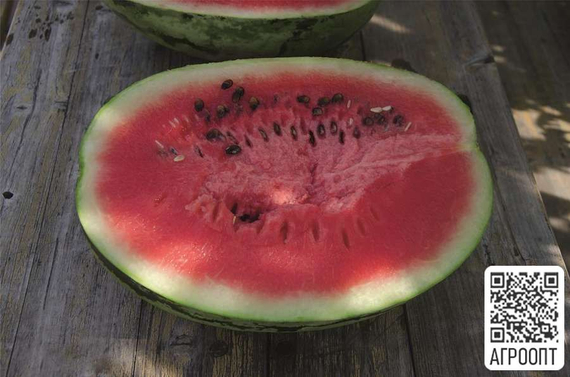 Бедуин F1 семена арбуза (Bejo / Бейо) продукт – фото 3