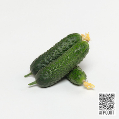 АРИСТАН F1 семена огурца (Bejo | Alexagro)