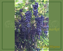 Виноград Загадка Шарова, Бия