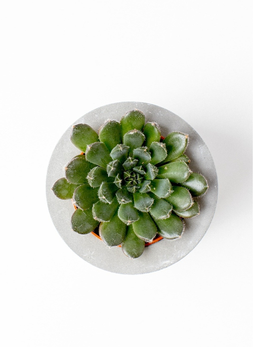 Эхеверия Скорпио