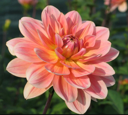 Георгин Ювон Гирлинг (Yvone Gerlings)