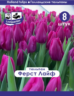 Тюльпан Луковица, Ферст Лайф, 8 шт