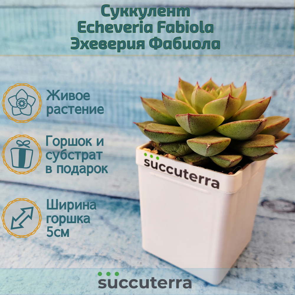 Echeveria Fabiola (Эхеверия)